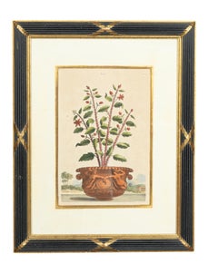 Set Of Four Framed Botanical Prints