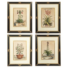 Set Of Four Framed Botanical Prints