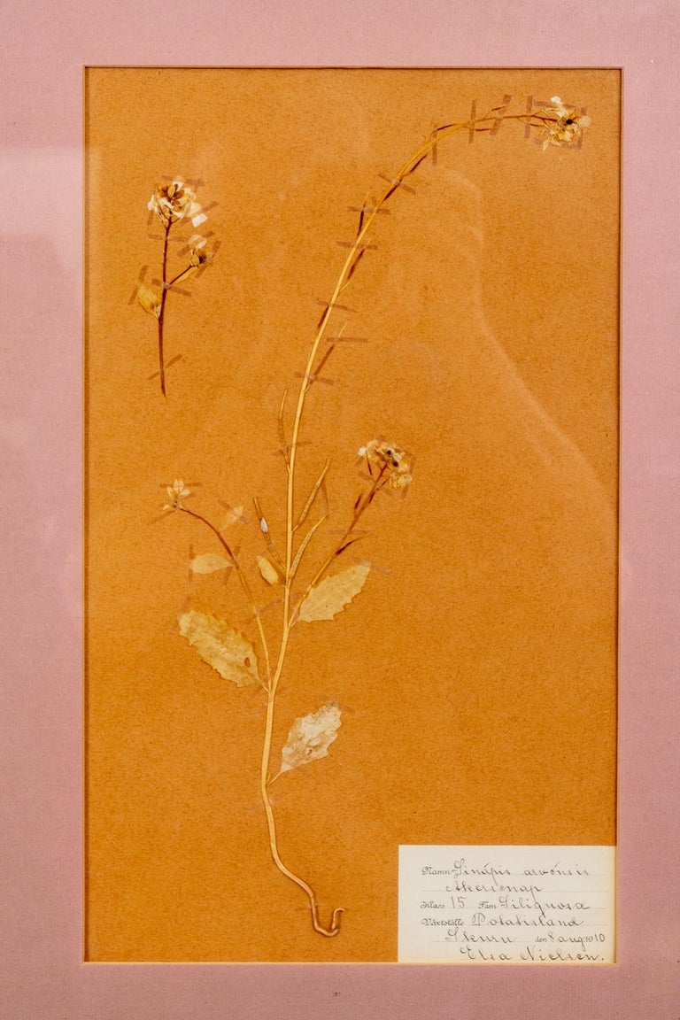 Set of Four Framed Dried Botanicals 3