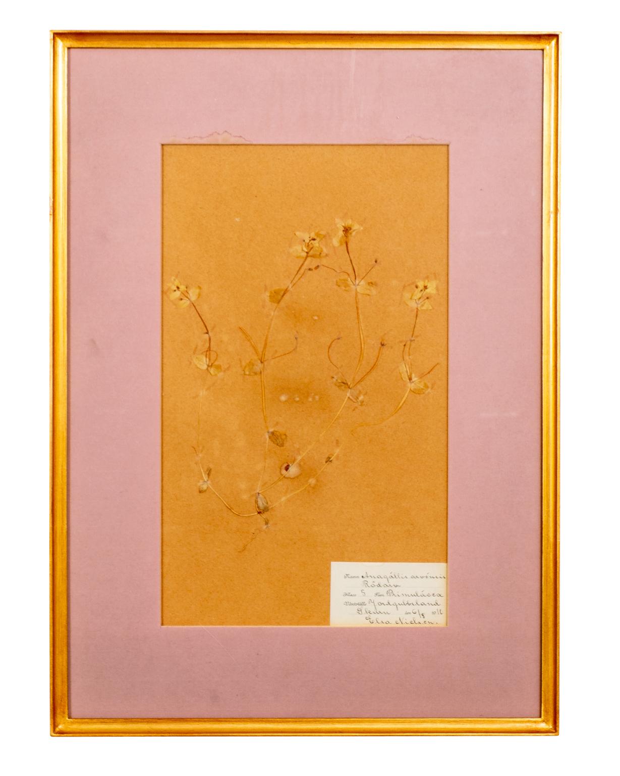 Set of Four Framed Dried Botanicals 5