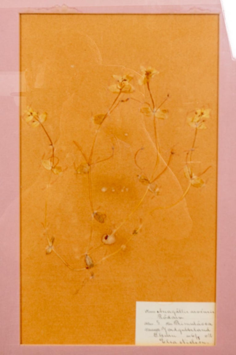 Set of Four Framed Dried Botanicals 6