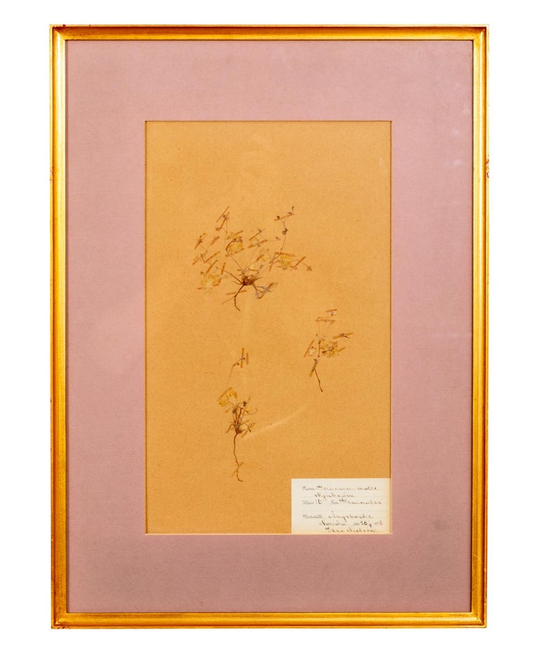 19th Century Set of Four Framed Dried Botanicals
