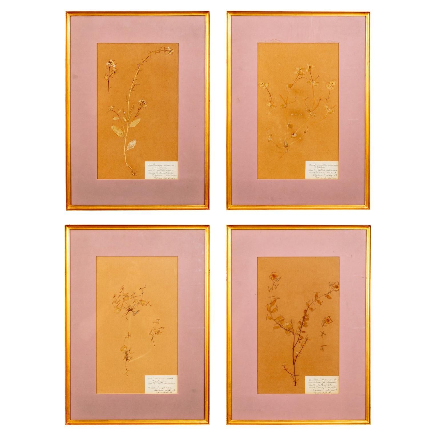 Set of Four Framed Dried Botanicals