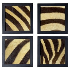 Set Of Four Framed Genuine Vintage Zebra Skin