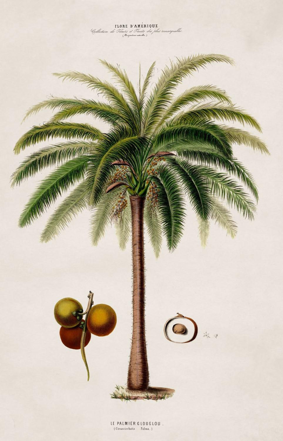 Set of FOUR Framed Prints of South American Palm Trees from 1843 originals, New For Sale 3