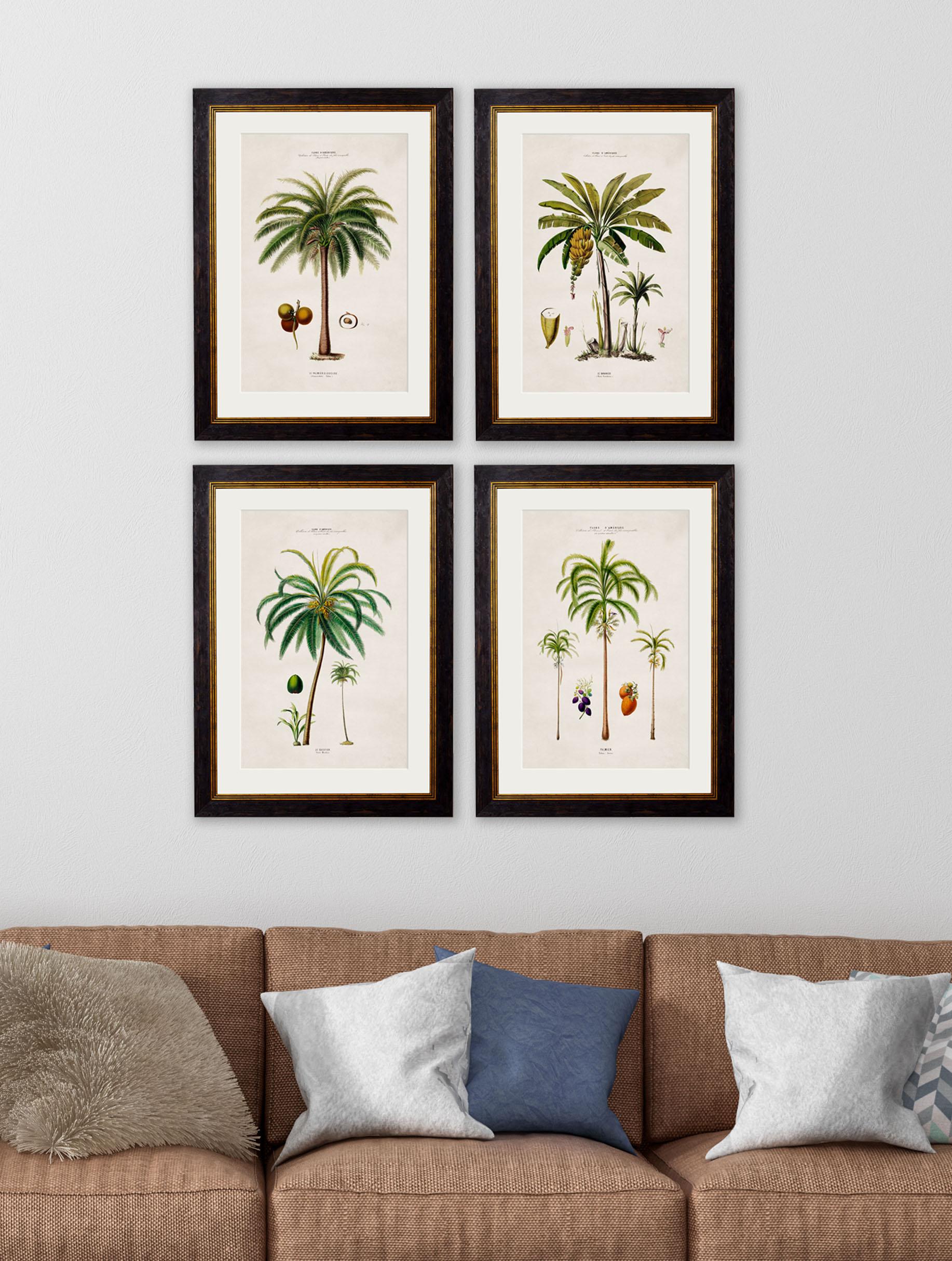 These are a set of FOUR digitally remastered prints of South American Palm Trees, hand coloured and framed, originally from French drawings,  Circa 1843.

Prints of this style were originally printed in black and white and then hand painted over the