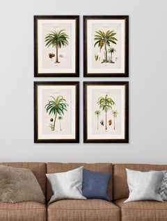 Set of FOUR Framed Prints of South American Palm Trees from 1843 originals, New