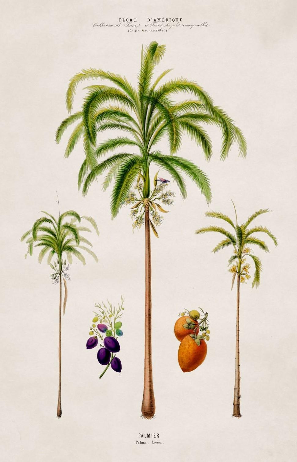 where do palm trees originate