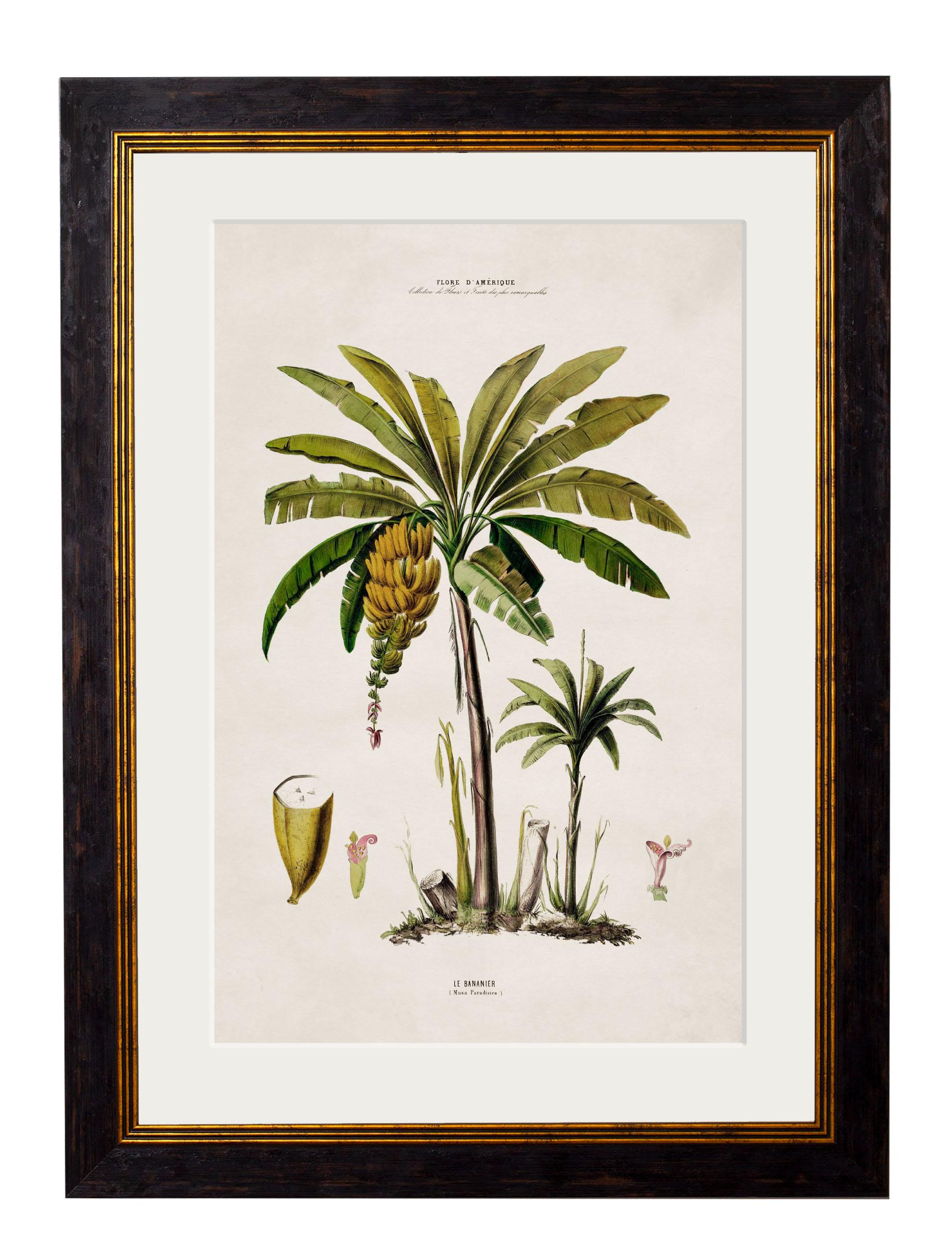 Set of FOUR Framed Prints of South American Palm Trees from 1843 originals, New In Excellent Condition For Sale In Lincoln, Lincolnshire