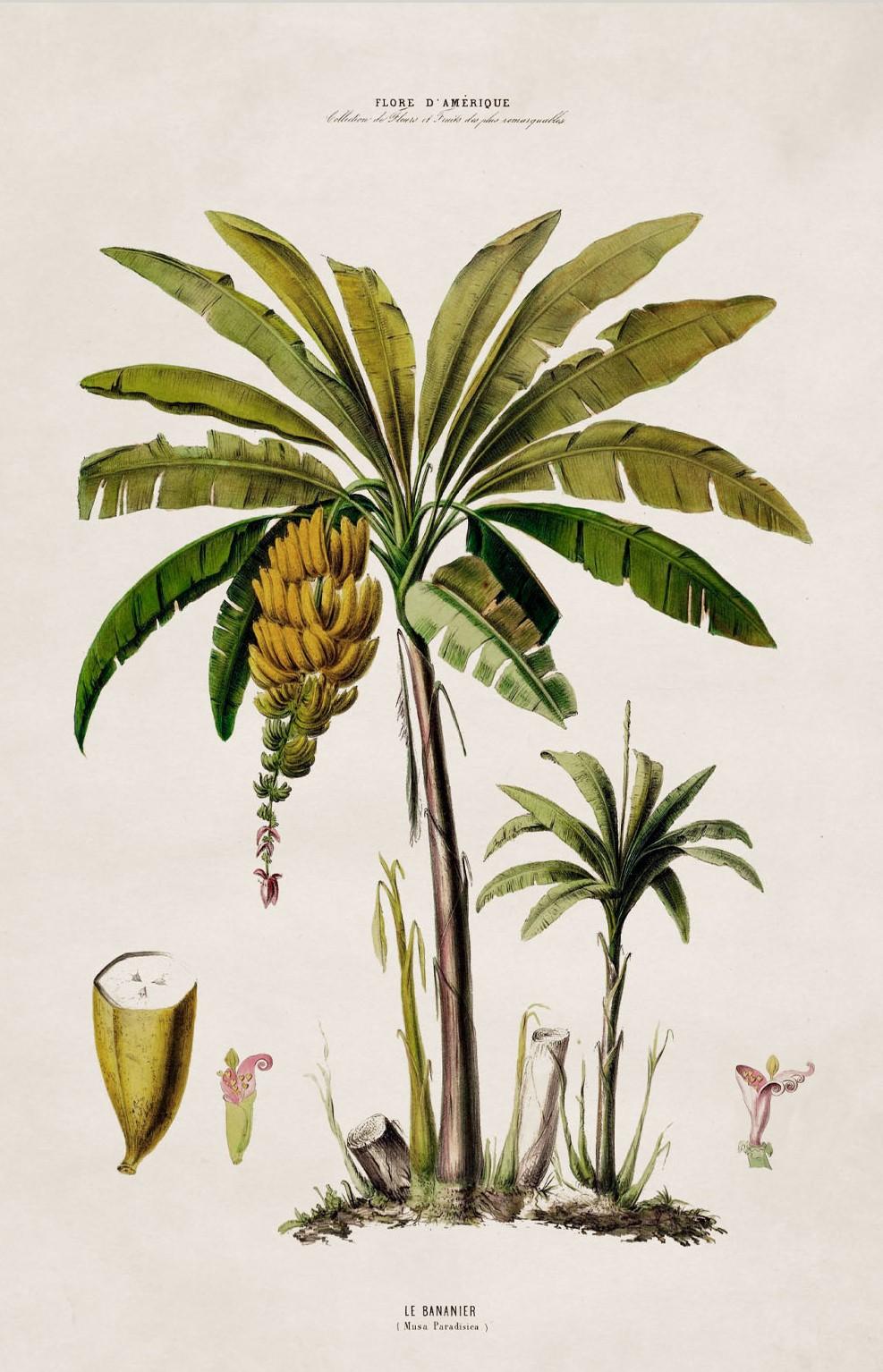 Victorian Set of FOUR Framed Prints of South American Palm Trees from 1843 originals, New For Sale