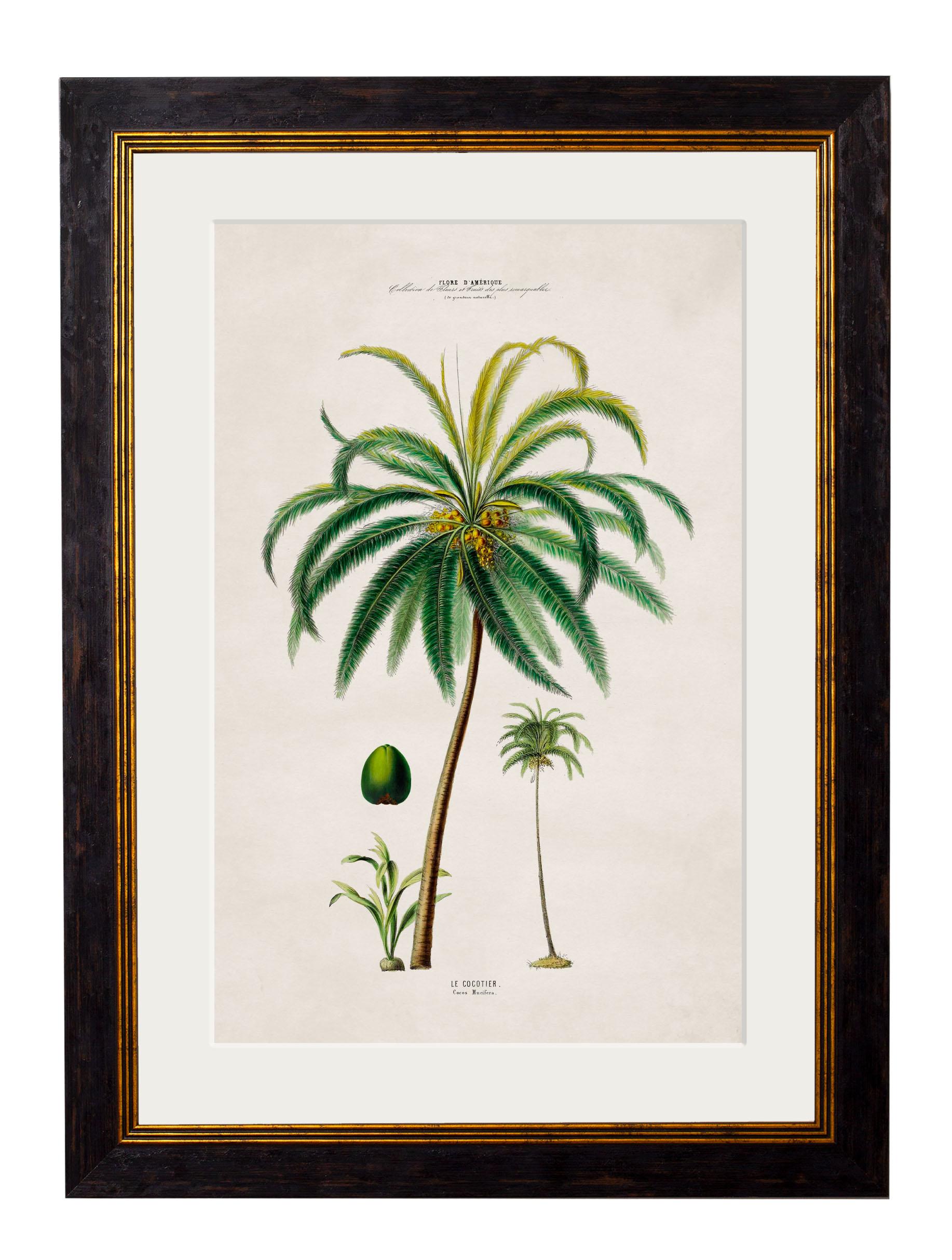 Glass Set of FOUR Framed Prints of South American Palm Trees from 1843 originals, New For Sale