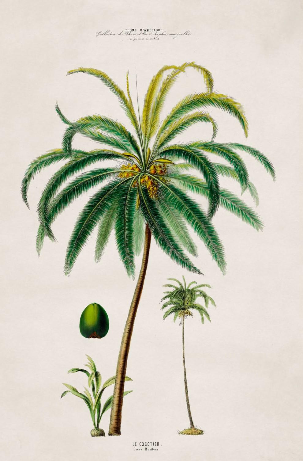 Set of FOUR Framed Prints of South American Palm Trees from 1843 originals, New For Sale 1