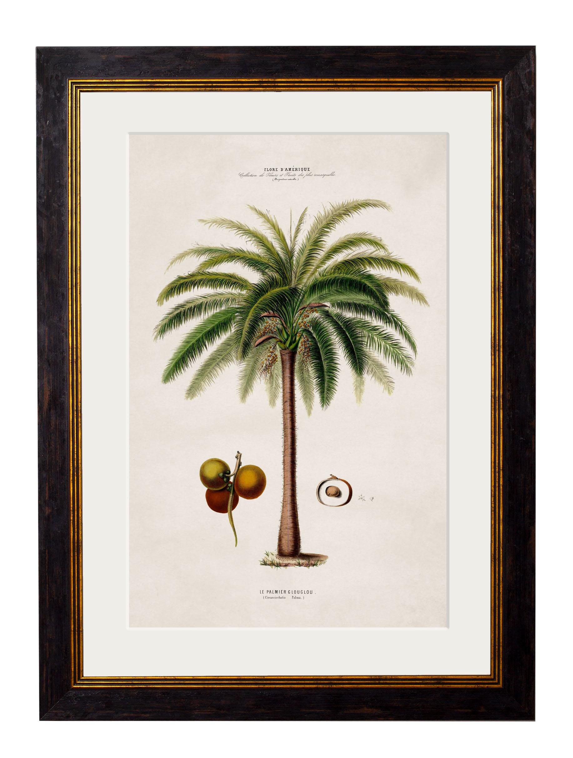 Contemporary Set of FOUR Framed Prints of South American Palm Trees from 1843 originals, New For Sale