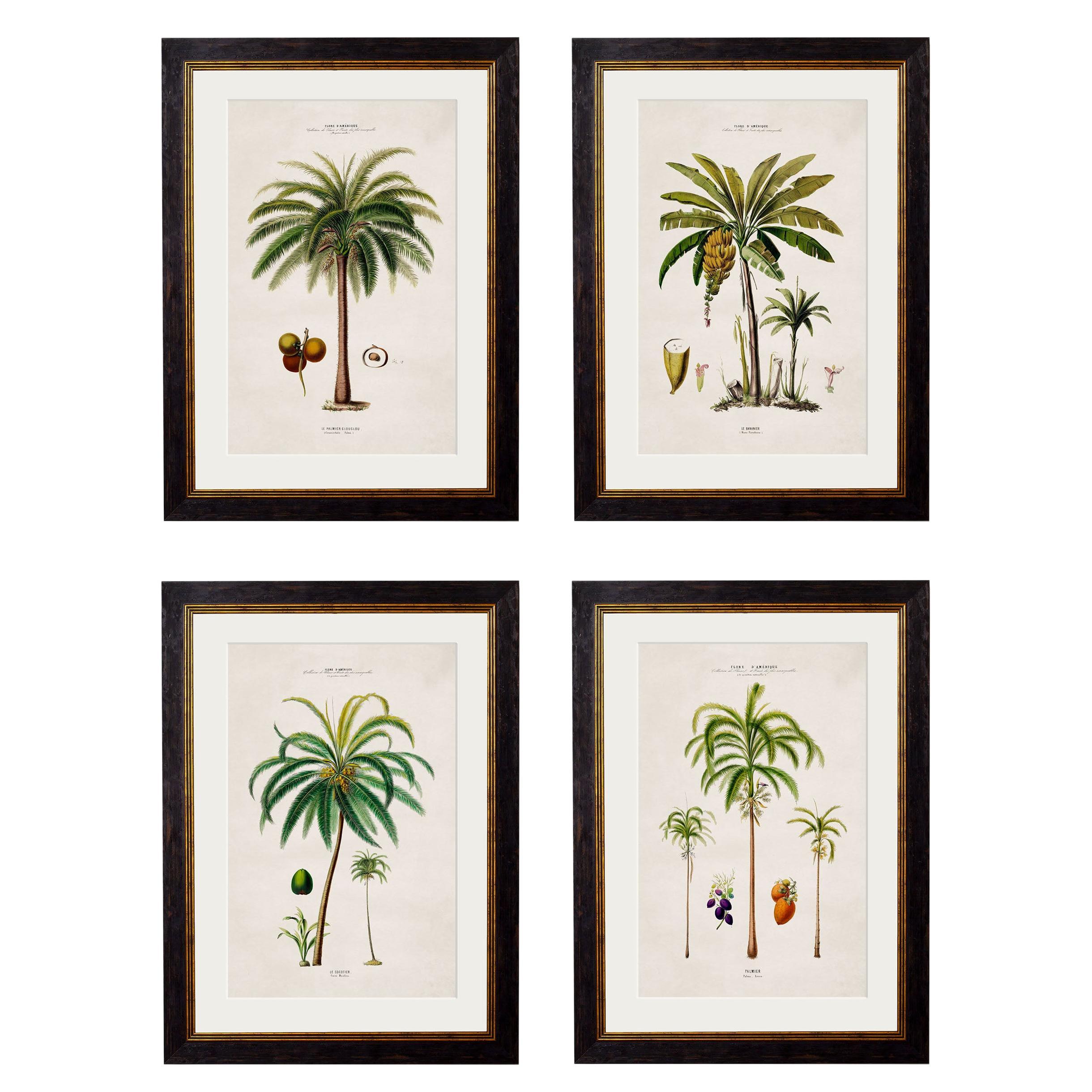 Quatre estampes encadrées de palmiers d'Amérique du Sud provenant d'origines de 1843, neuves