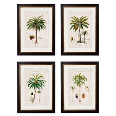 Set of FOUR Framed Prints of South American Palm Trees from 1843 originals, New