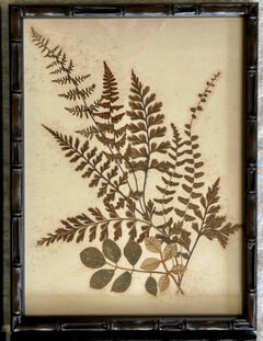 Lot de quatre fougères pressées de style victorien, encadrées, issues de l'ouvrage « Ferns of Jamaica »