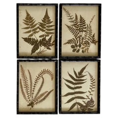 Lot de quatre fougères pressées de style victorien, encadrées, issues de l'ouvrage « Ferns of Jamaica »