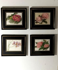 Victorian English Set of Four Frames with "Botanical" Prints 1880