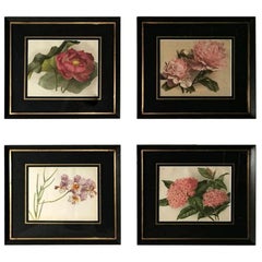 Antique Victorian English Set of Four Frames with "Botanical" Prints 1880