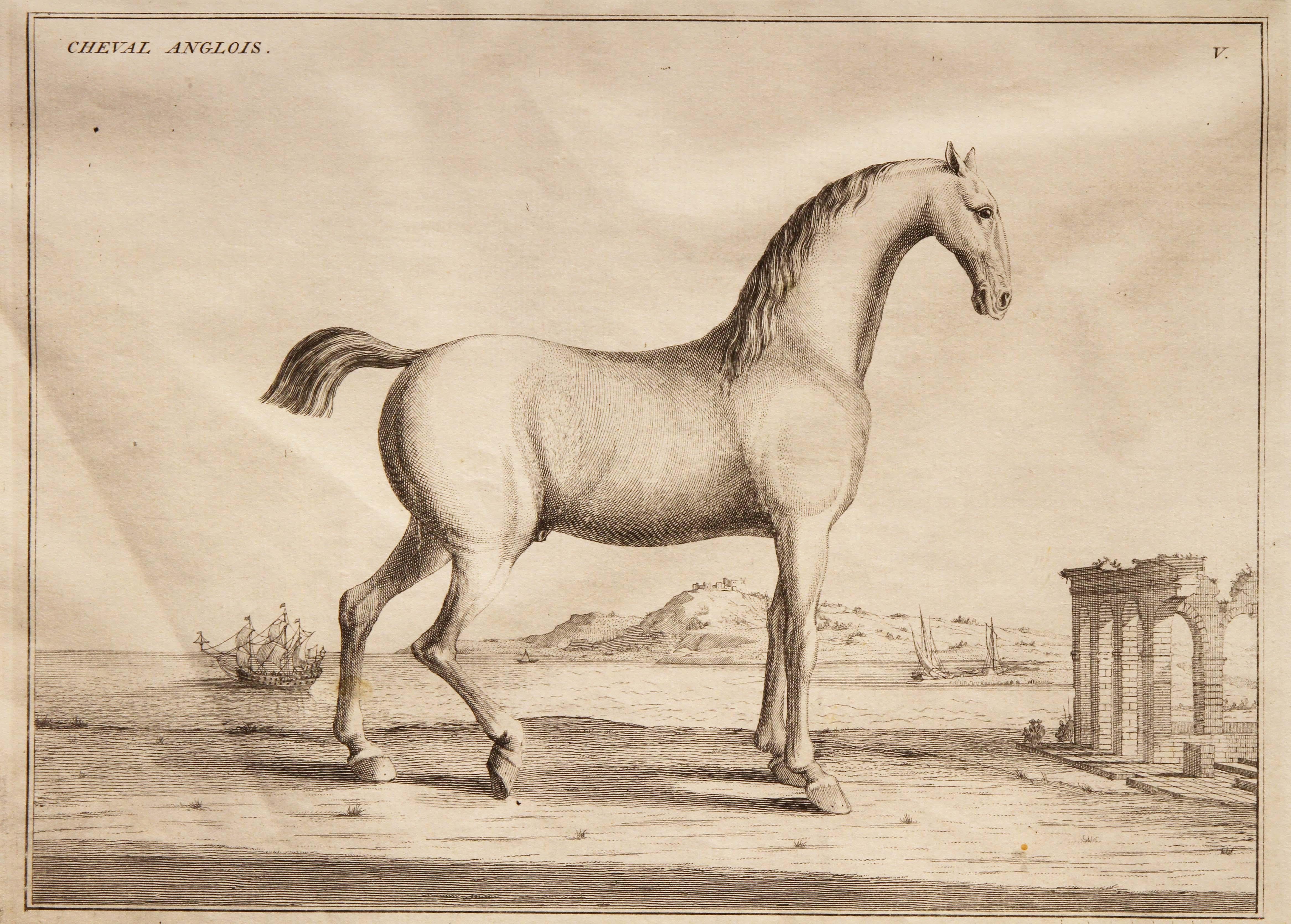 Set of Four French Engravings of Horses 1