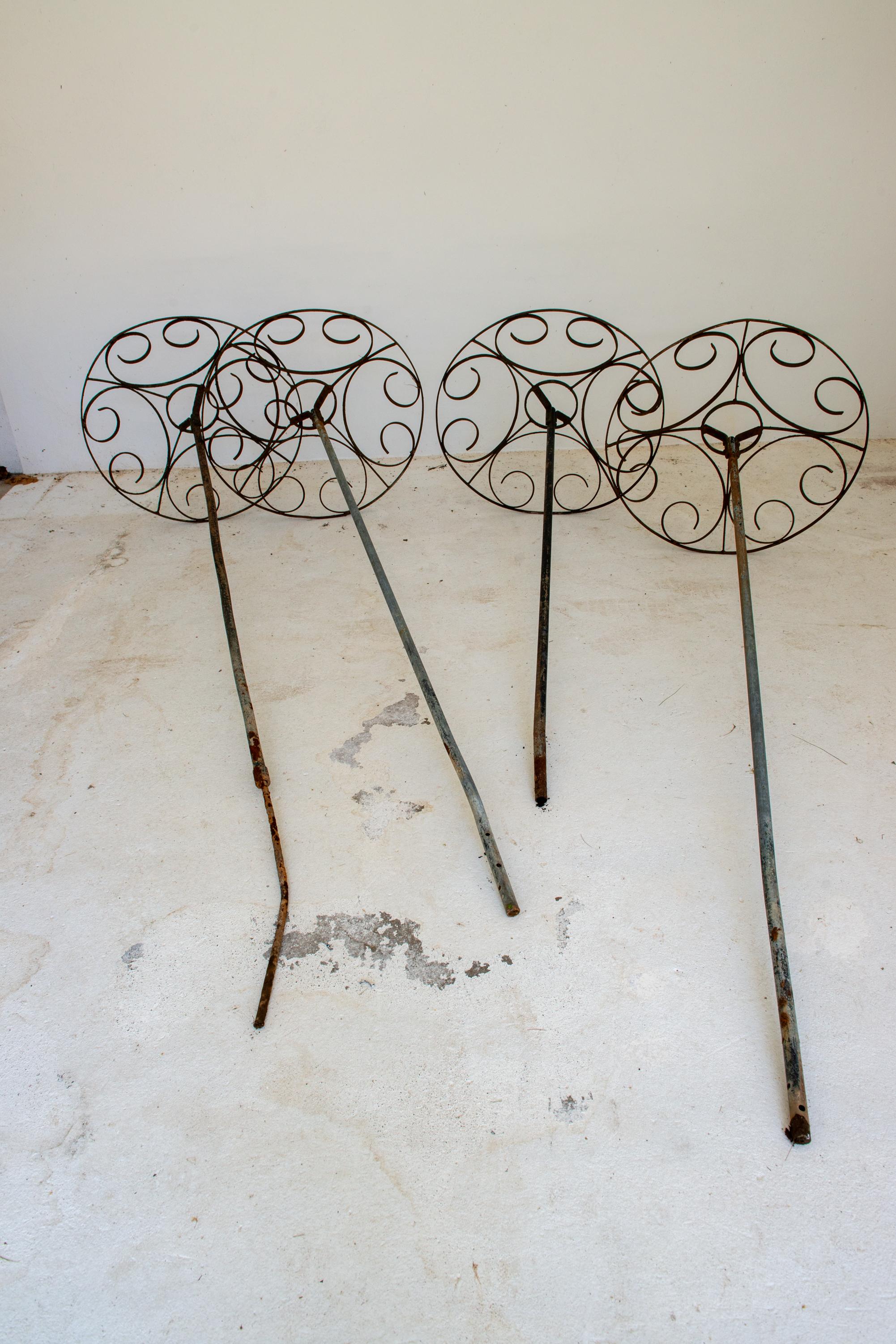 Set of Four French garden Rose Trees For Sale 2