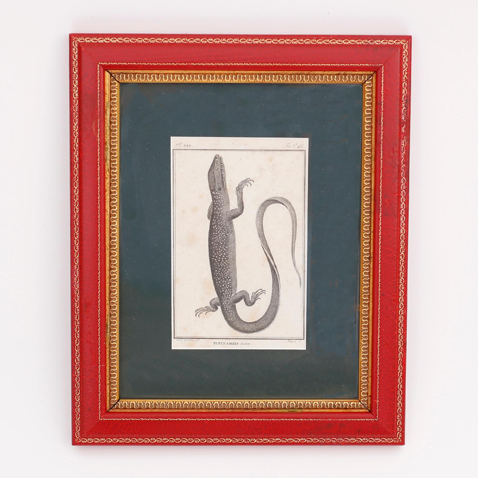 Set of four antique French engravings depicting lizard species as drawn from a scholastic folio with the expected foxing and presented in tooled red leather frames.