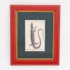 Set of Four French Lizard Engravings