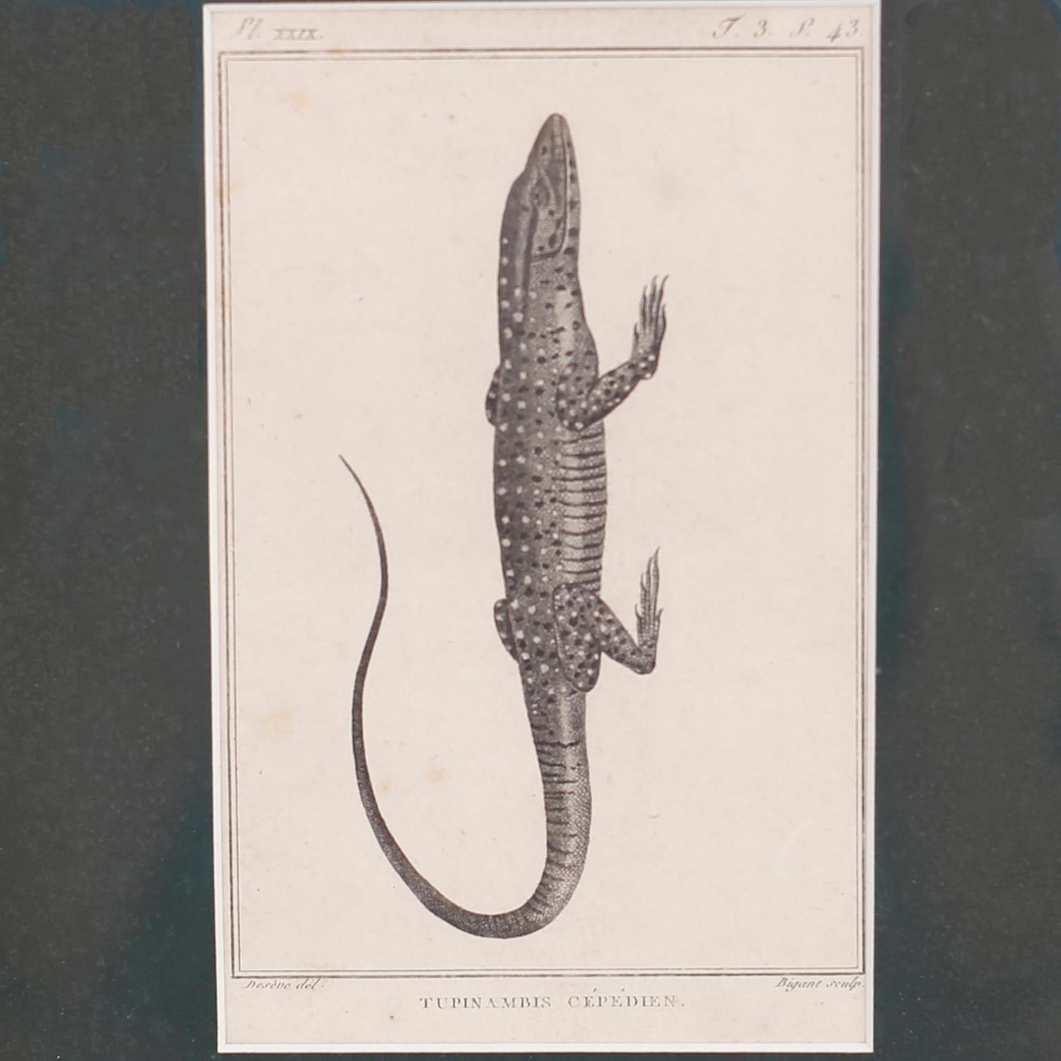 Set of Four French Lizard Engravings In Good Condition For Sale In Palm Beach, FL