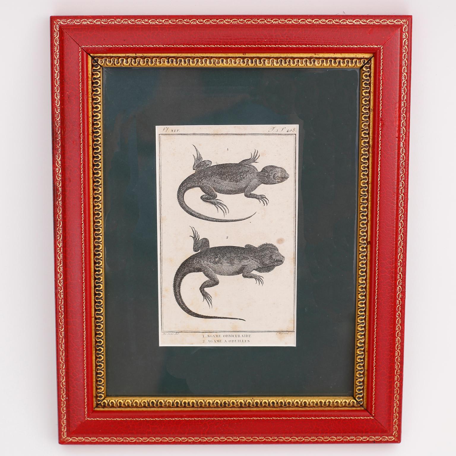 19th Century Set of Four French Lizard Engravings For Sale