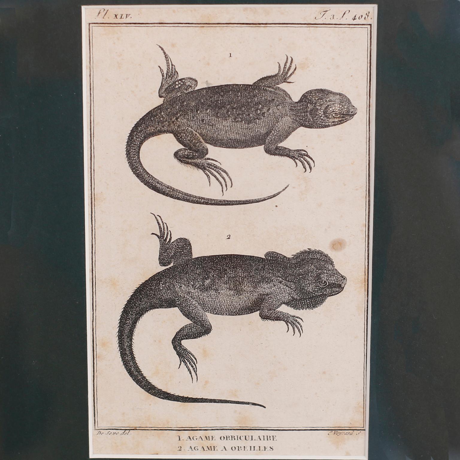 Leather Set of Four French Lizard Engravings For Sale