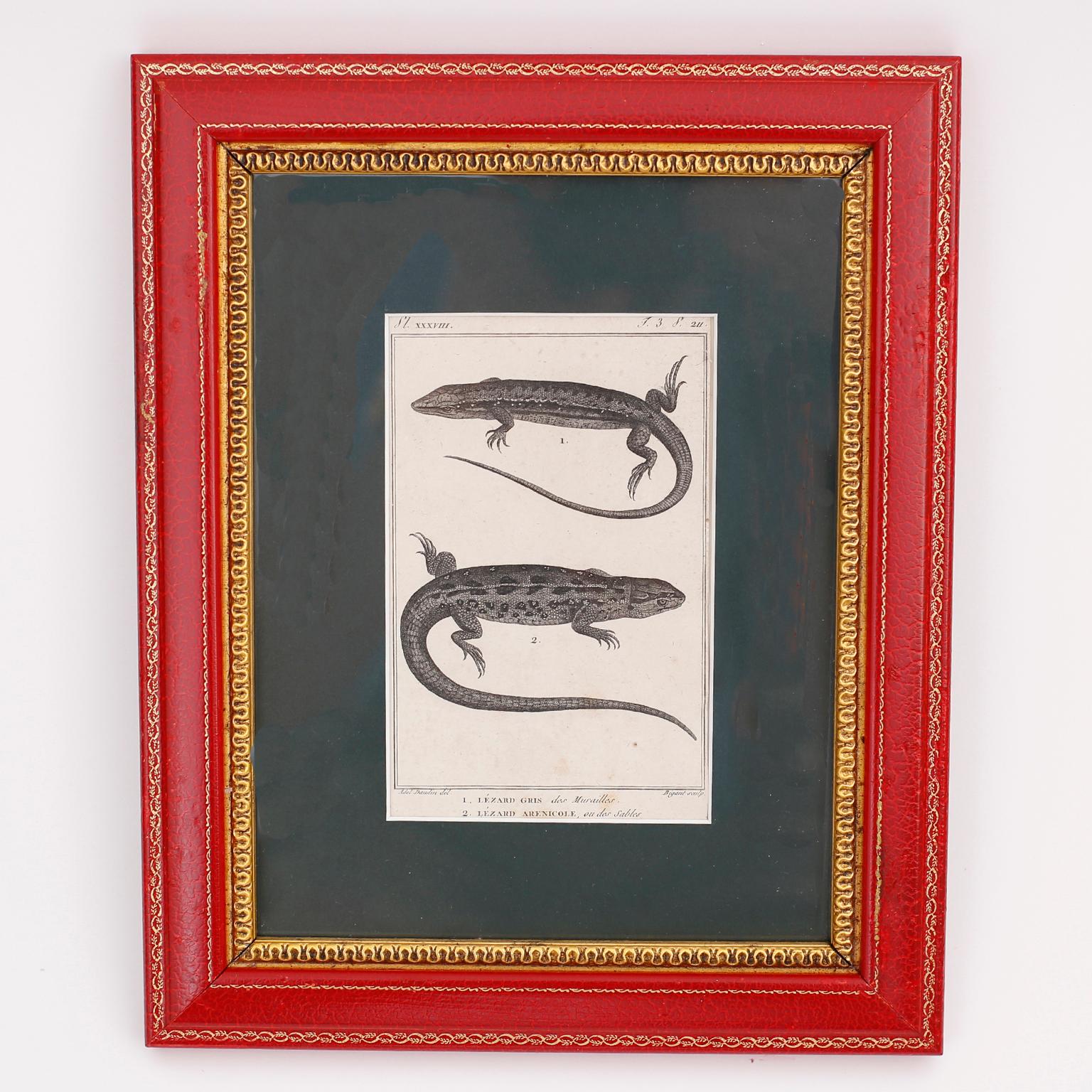 Set of Four French Lizard Engravings For Sale 1