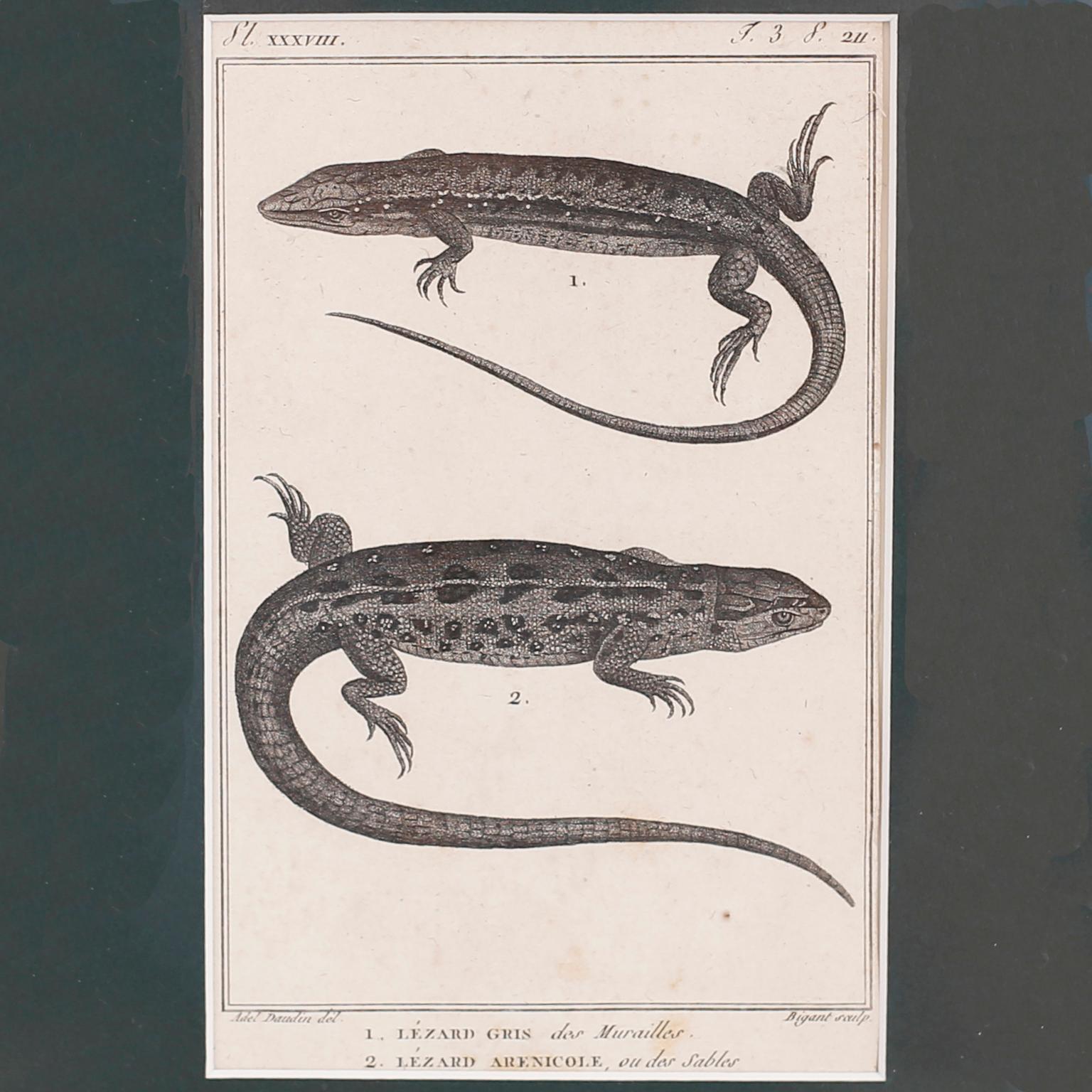 Set of Four French Lizard Engravings For Sale 2
