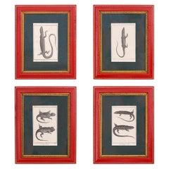 Antique Set of Four French Lizard Engravings