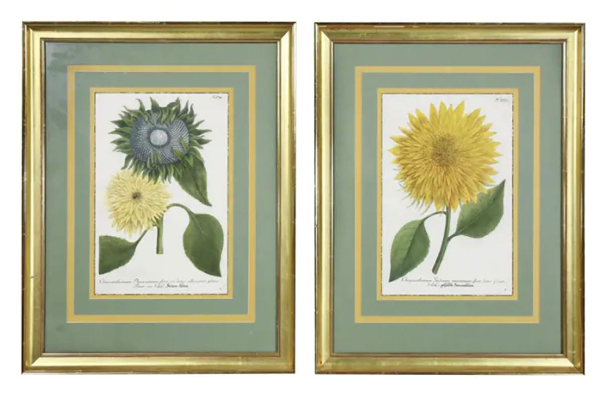 Pair of Hand Colored Botanical Engravings of Sunflowers