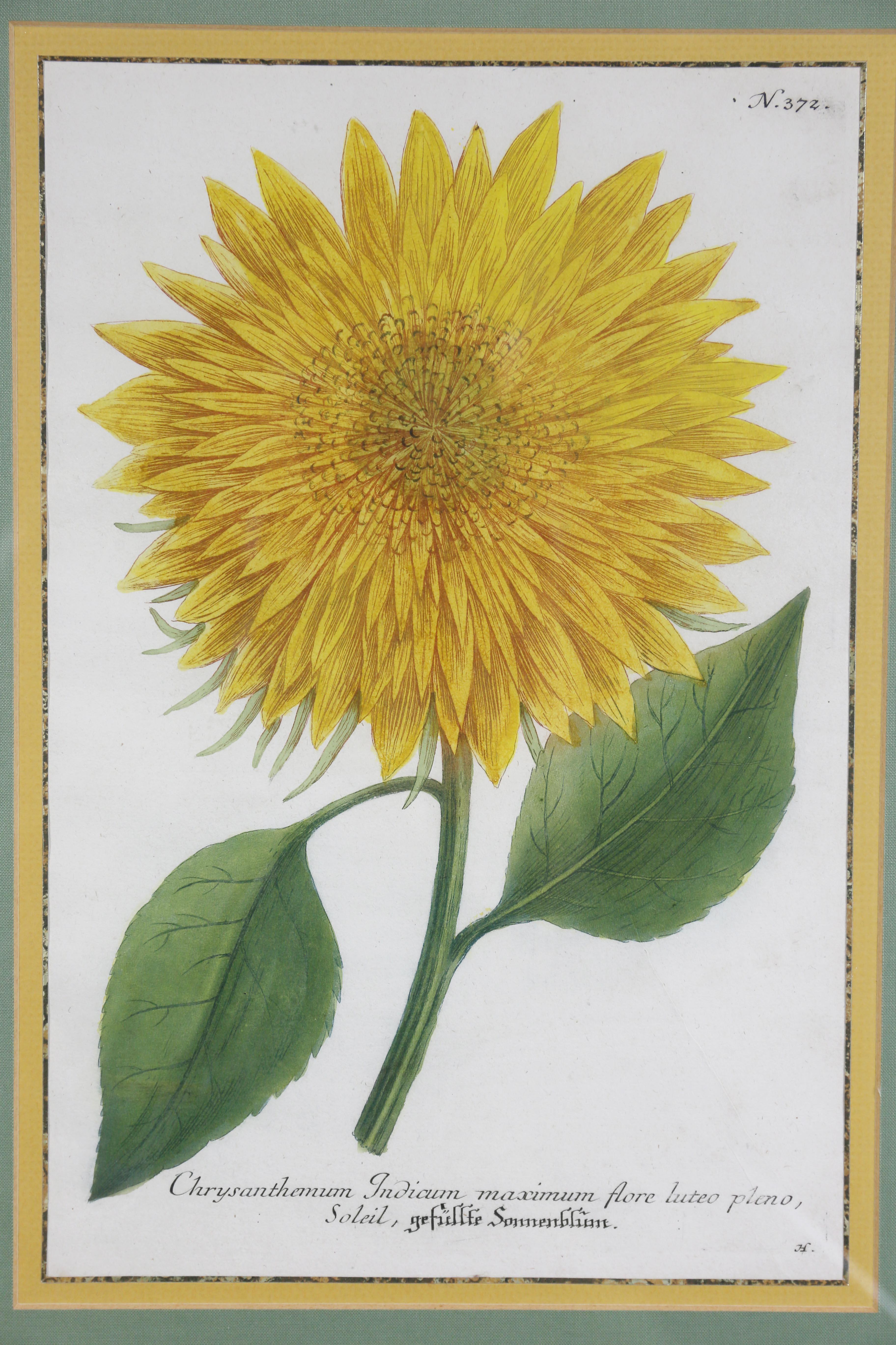European Pair of Hand Colored Botanical Engravings of Sunflowers