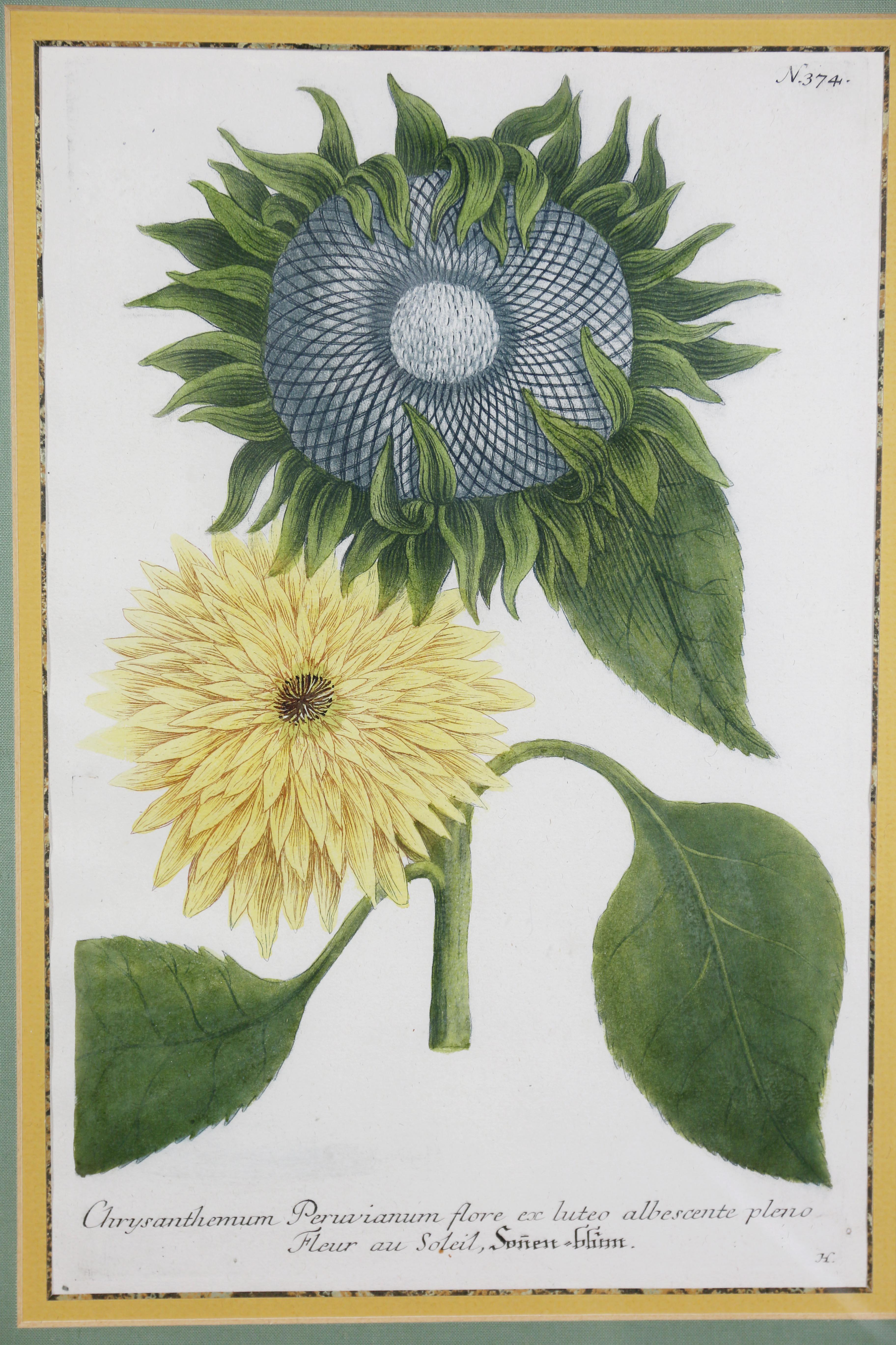 Pair of Hand Colored Botanical Engravings of Sunflowers In Good Condition In Essex, MA