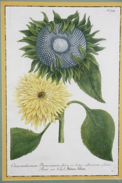 Pair of Hand Colored Botanical Engravings of Sunflowers