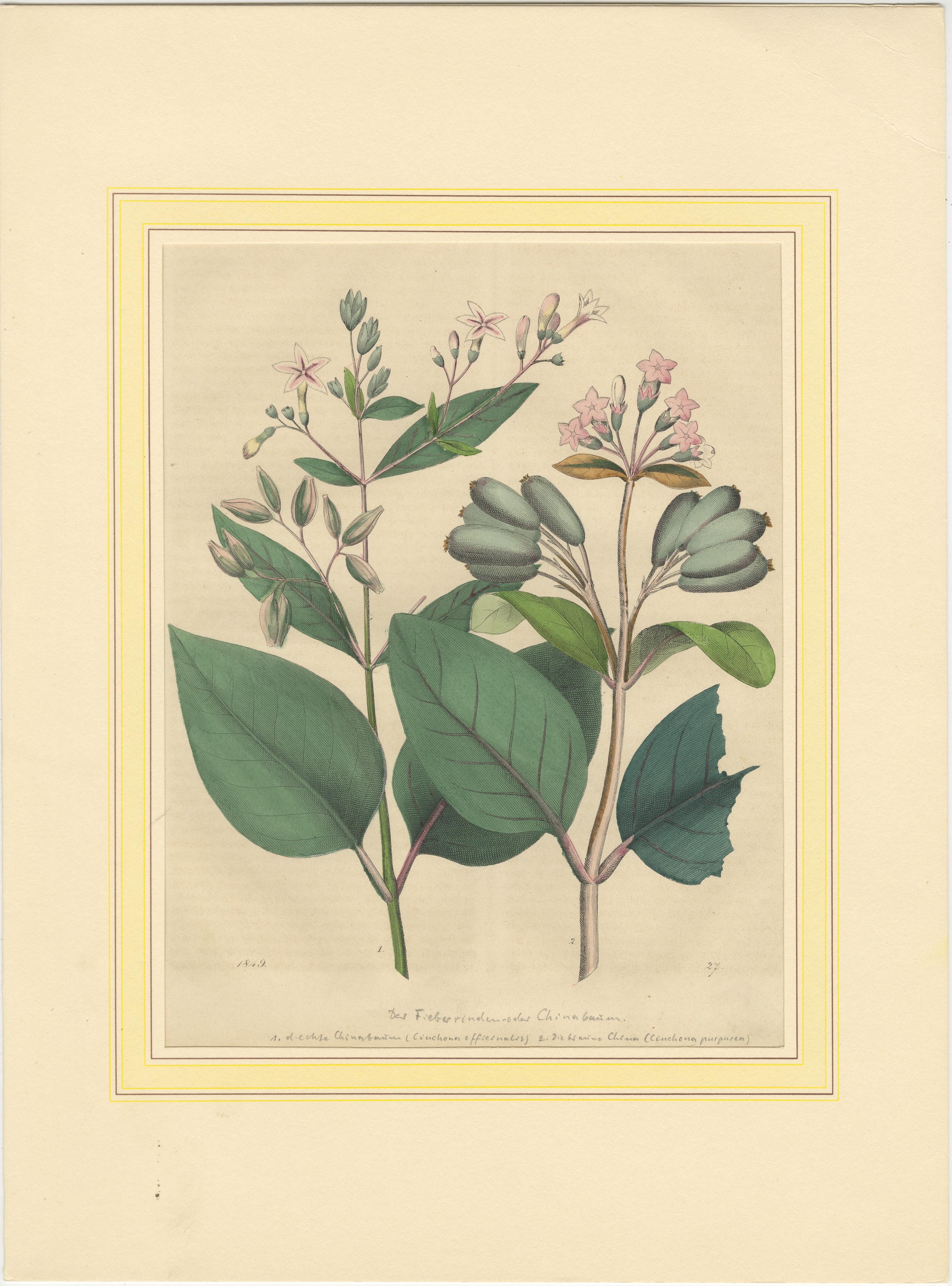 Set von vier handkolorierten botanischen Drucken aus dem Book of Worlds, 1848

Dieser elegante Satz von vier handkolorierten botanischen Lithografien stammt aus der deutschen naturkundlichen Publikation *Buch der Welt* von 1848, einem ehrgeizigen