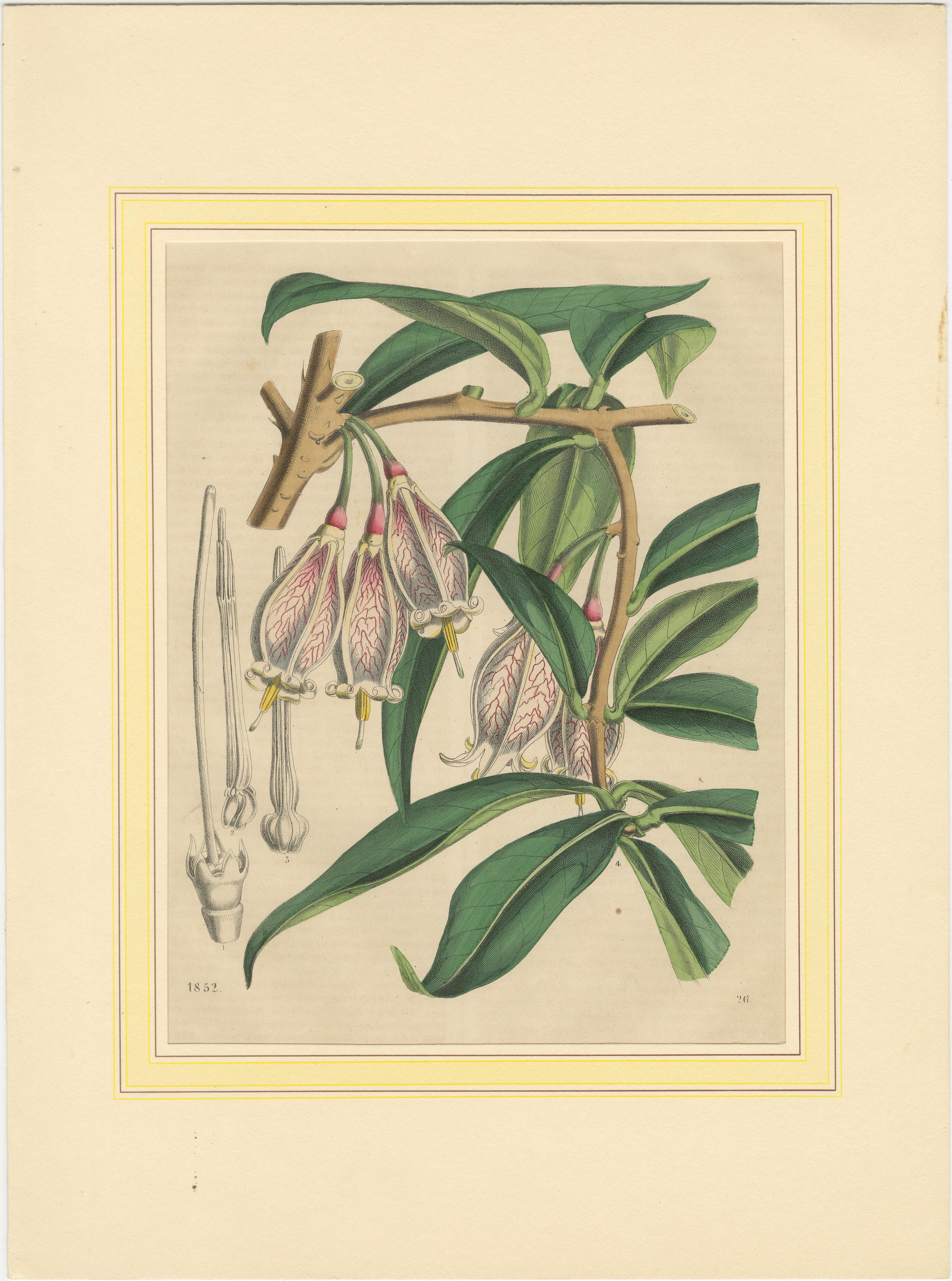 Set von vier handkolorierten botanischen Drucken aus dem Book of Worlds, 1848 im Zustand „Gut“ im Angebot in Langweer, NL