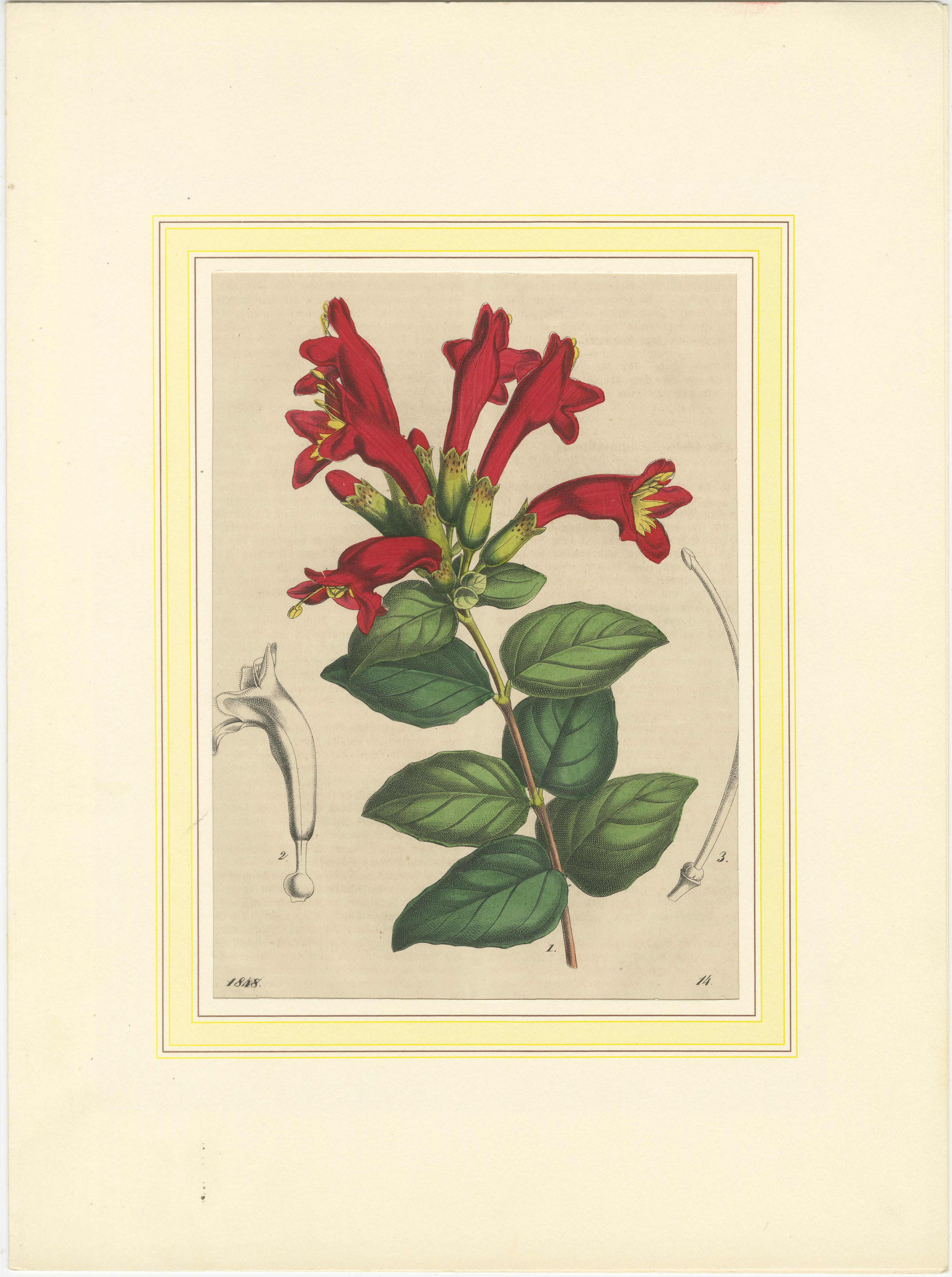 Set von vier handkolorierten botanischen Drucken aus dem Book of Worlds, 1848 (Mittleres 19. Jahrhundert) im Angebot