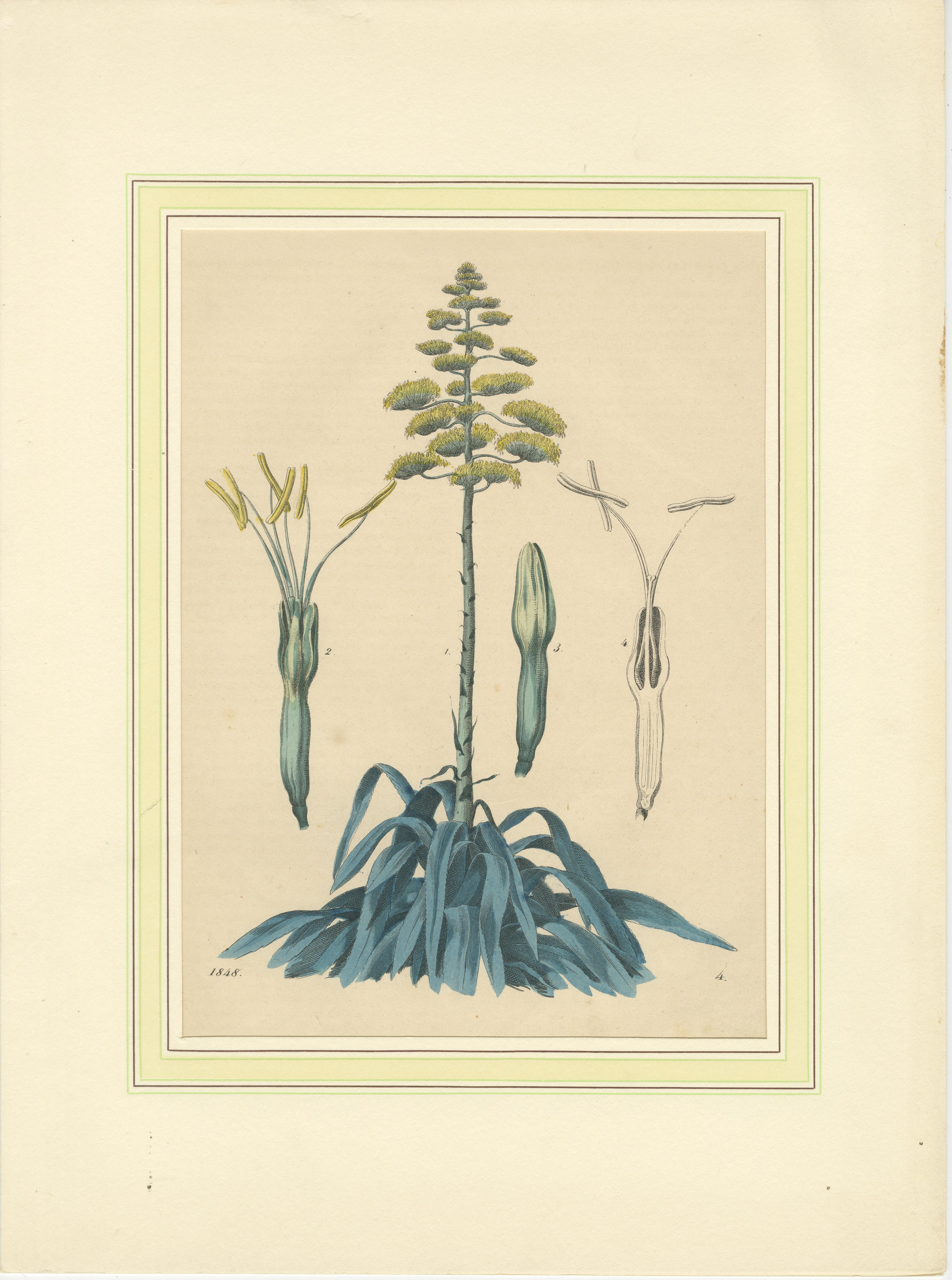 Set von vier handkolorierten botanischen Drucken aus dem Book of Worlds, 1848 (Papier) im Angebot