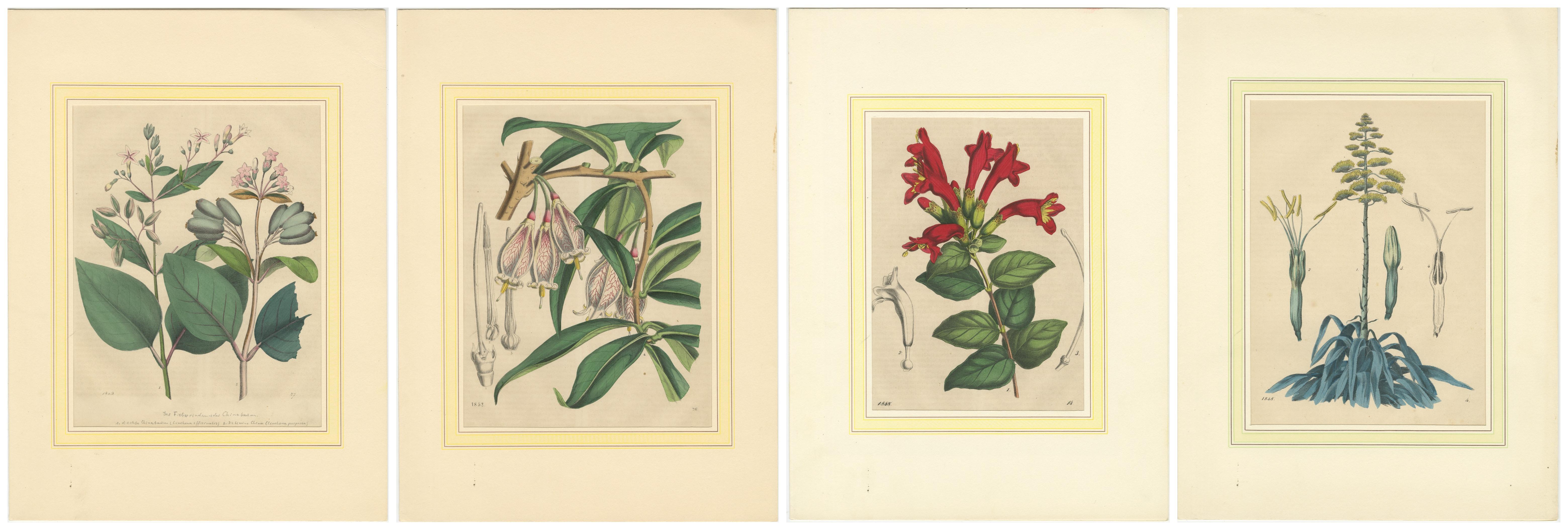 Set von vier handkolorierten botanischen Drucken aus dem Book of Worlds, 1848 im Angebot 1