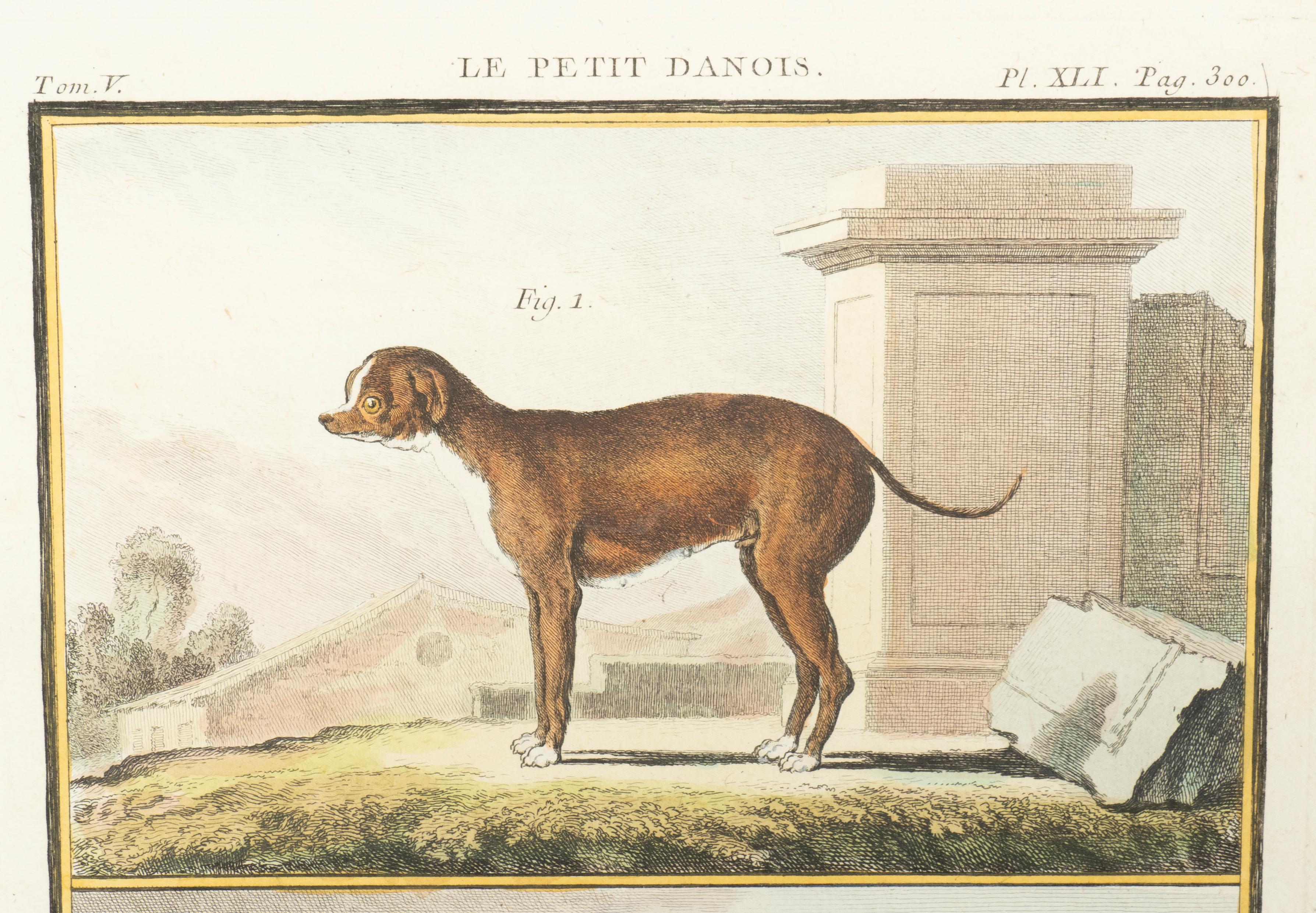 Set Of Four Hand Colored Engravings Of Dogs For Sale 4