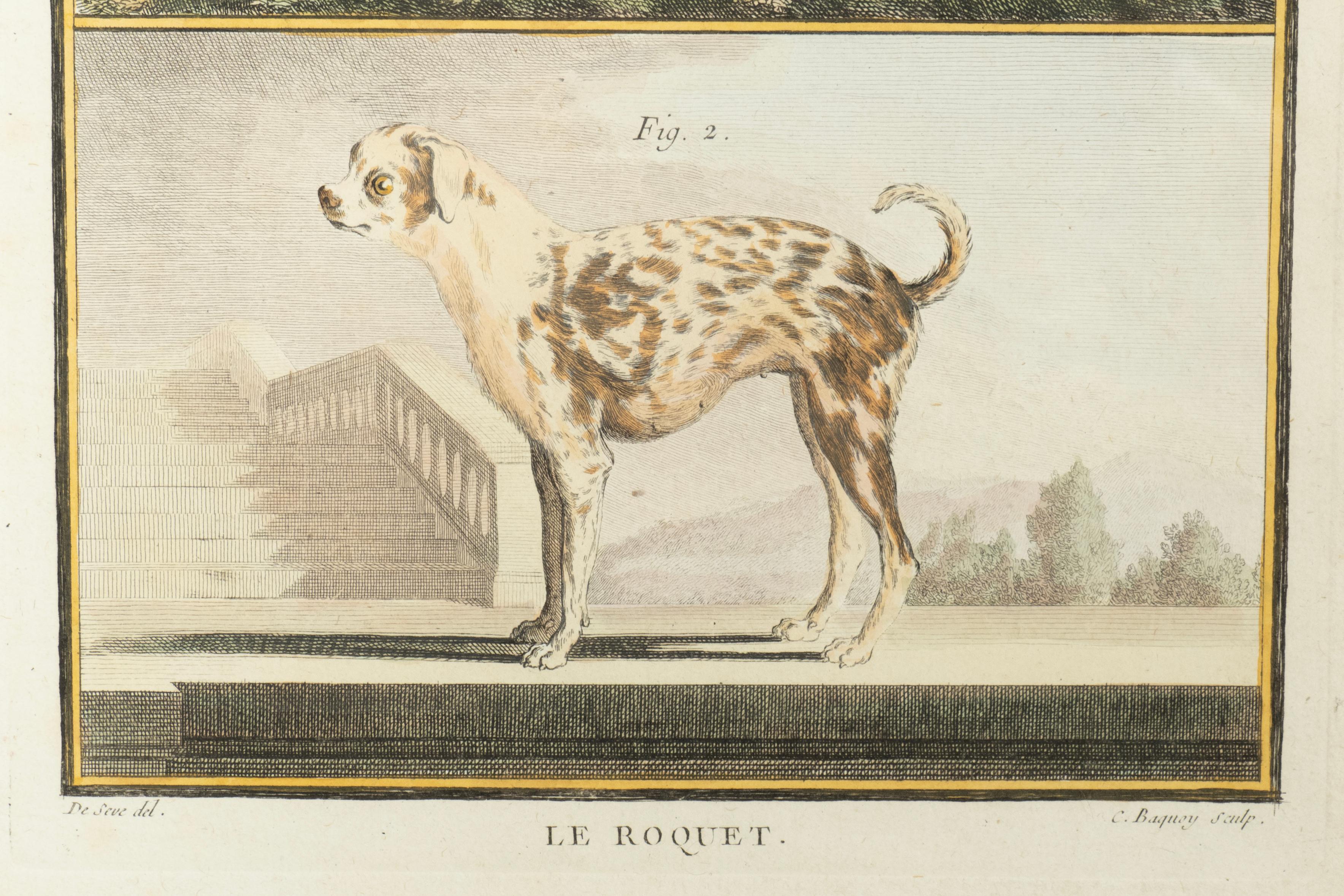 Set Of Four Hand Colored Engravings Of Dogs For Sale 5
