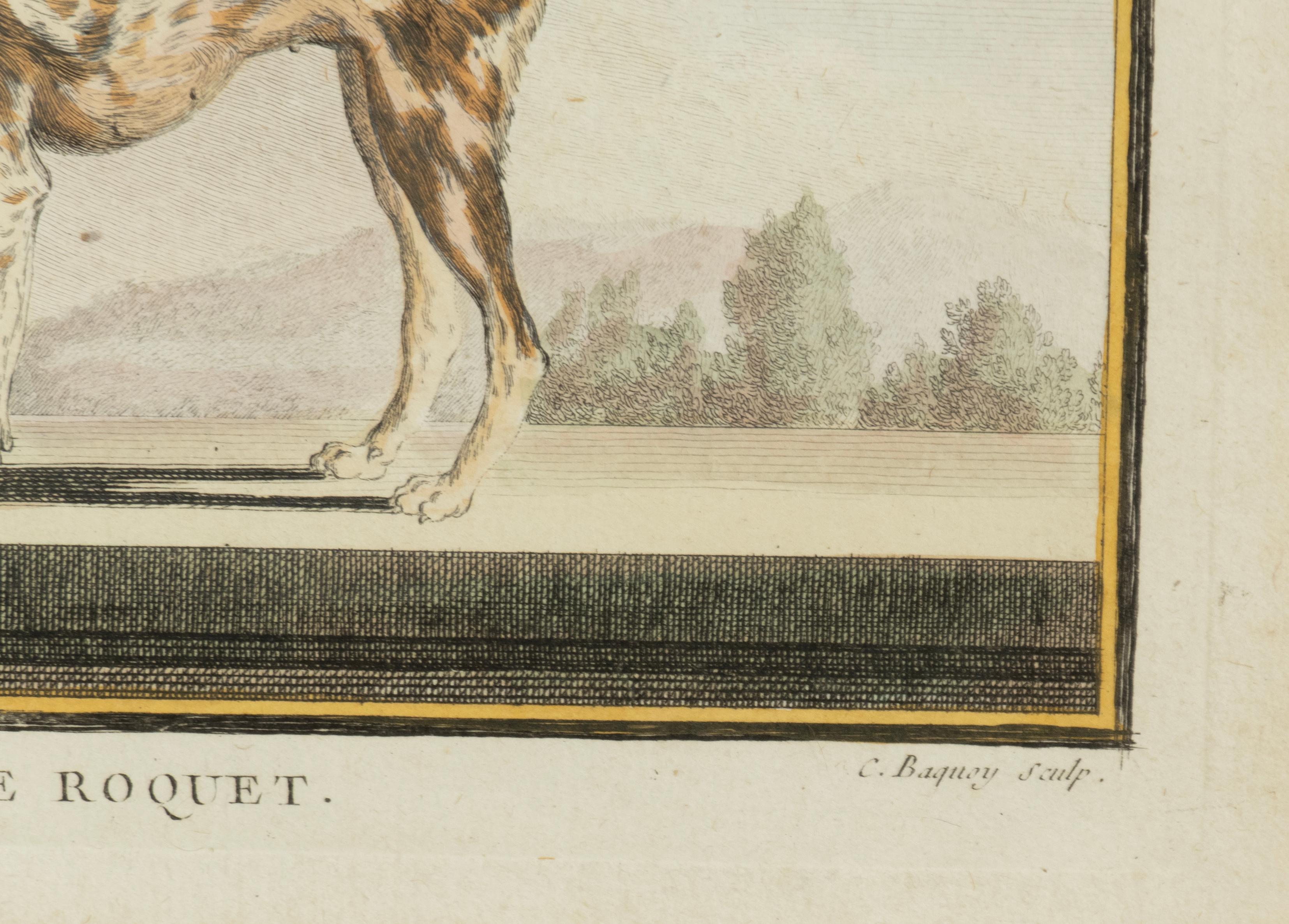 Set Of Four Hand Colored Engravings Of Dogs For Sale 6