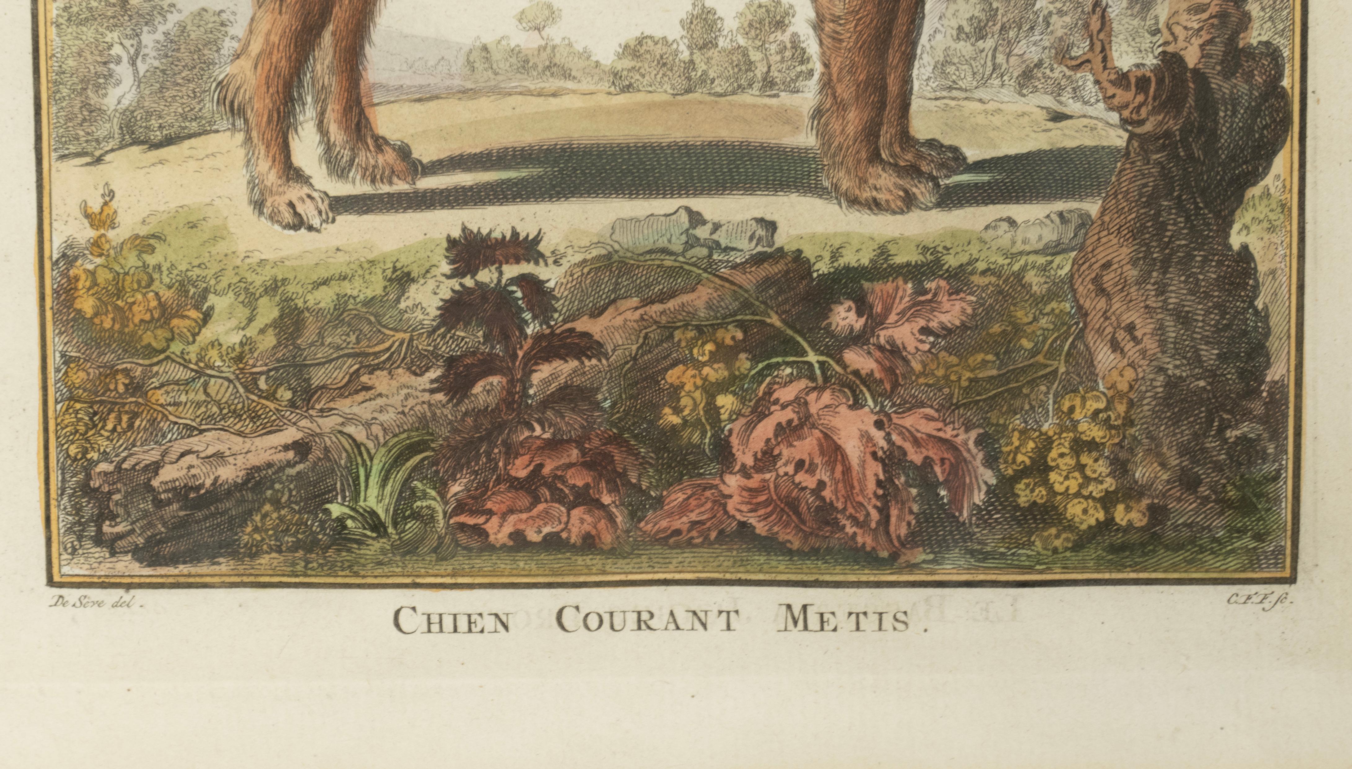 Set Of Four Hand Colored Engravings Of Dogs For Sale 9