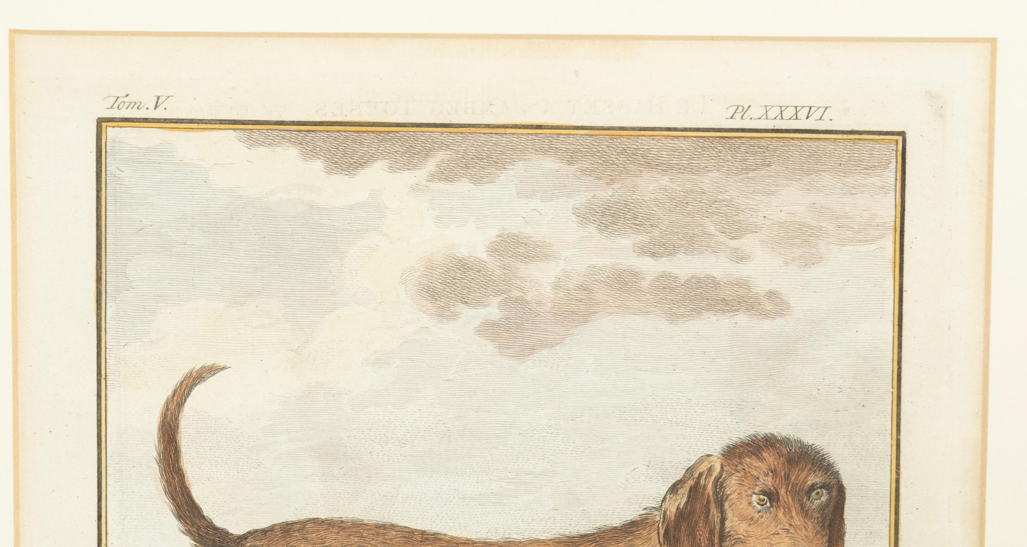 Set Of Four Hand Colored Engravings Of Dogs For Sale 10