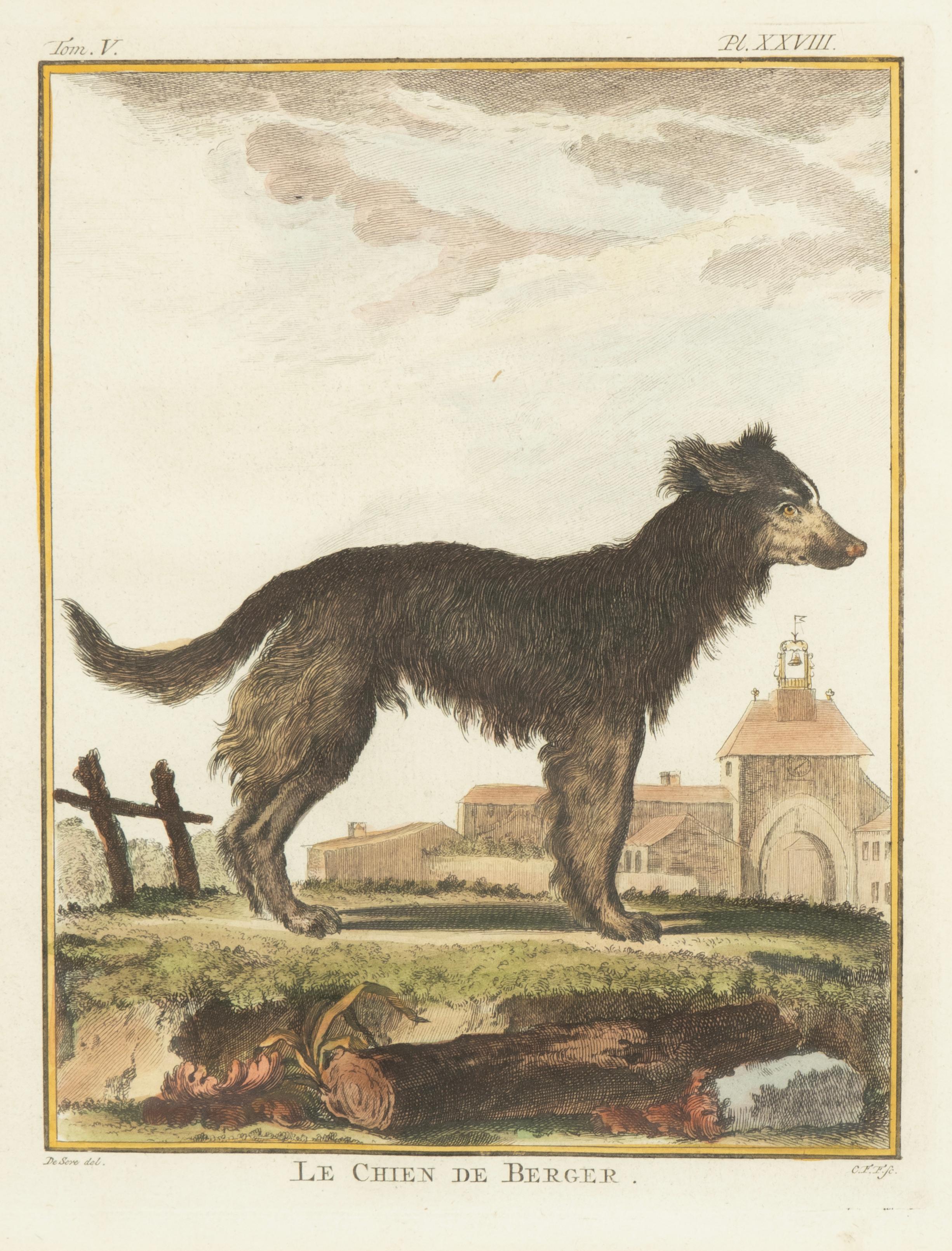 Set Of Four Hand Colored Engravings Of Dogs For Sale 11