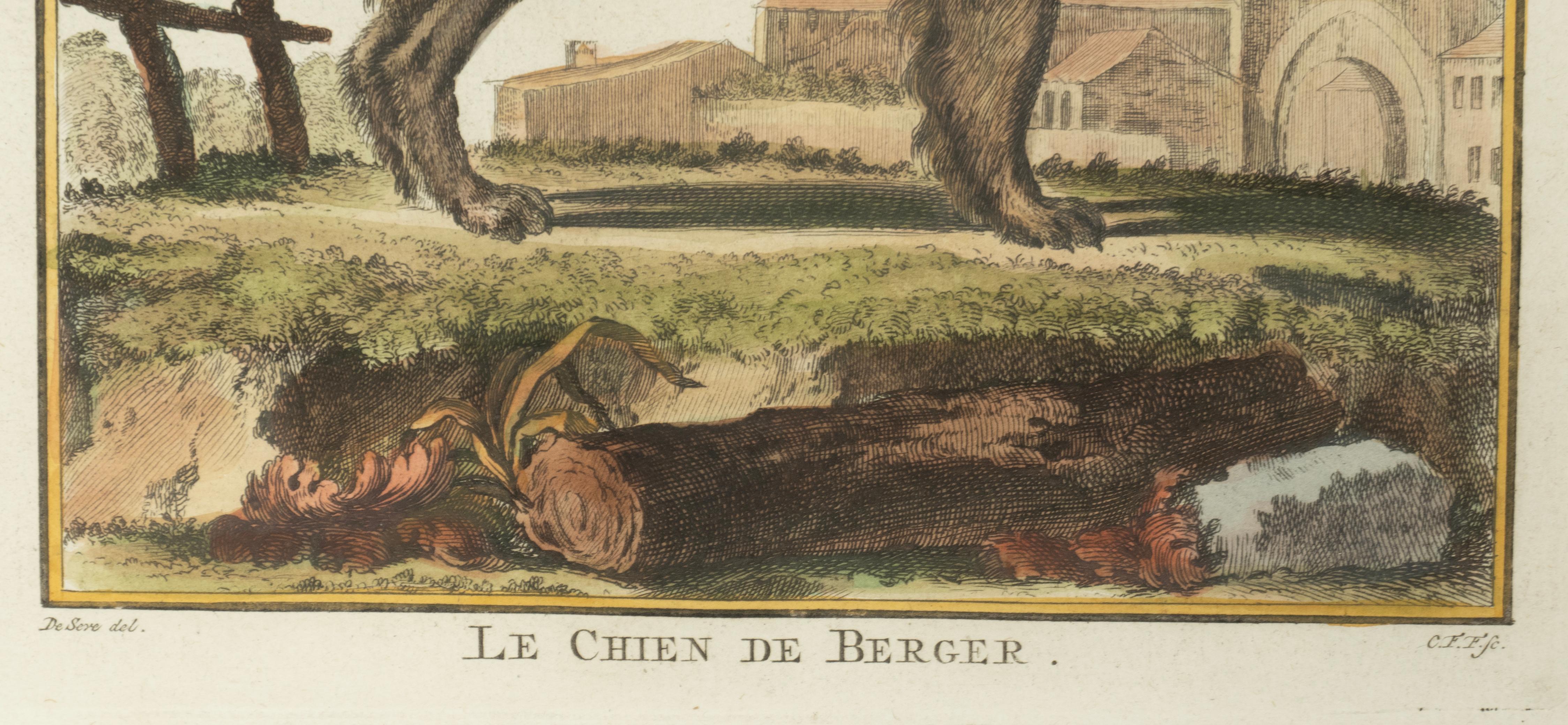 Set Of Four Hand Colored Engravings Of Dogs For Sale 12