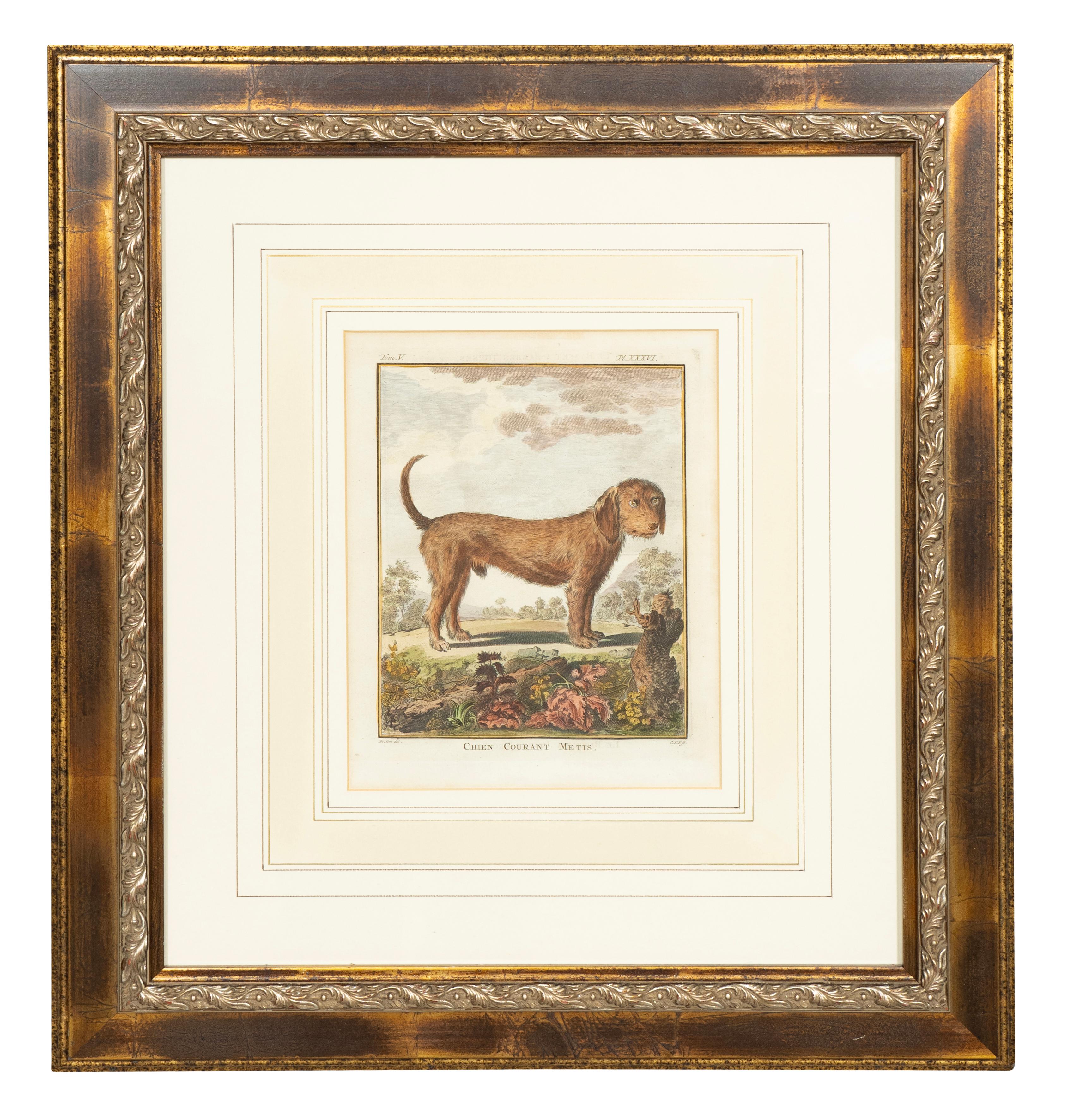 Set Of Four Hand Colored Engravings Of Dogs In Good Condition For Sale In Essex, MA